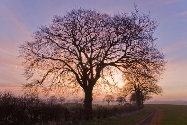 Cotswold dawn